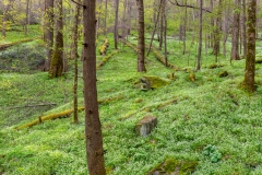 Smokies_Forest_Pano