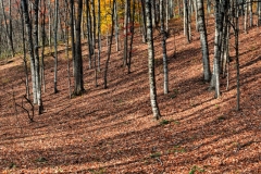 Untitled_Panorama1_1Crop