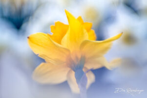 Daffodils